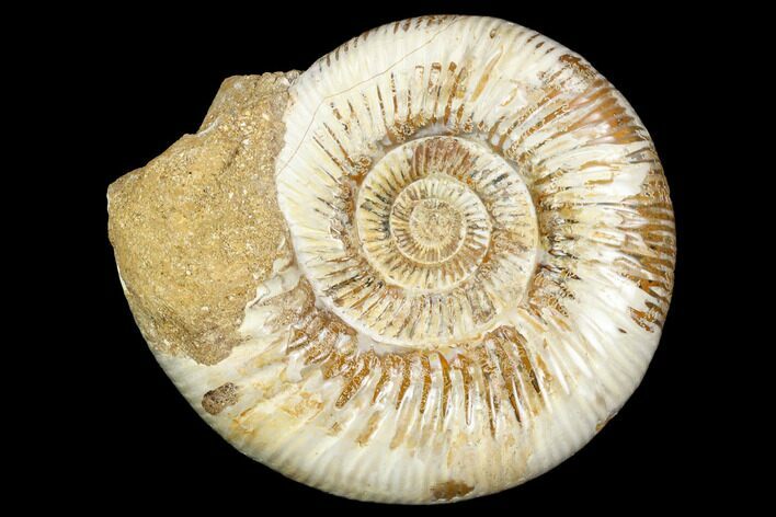 Jurassic Ammonite (Perisphinctes) - Madagascar #126069